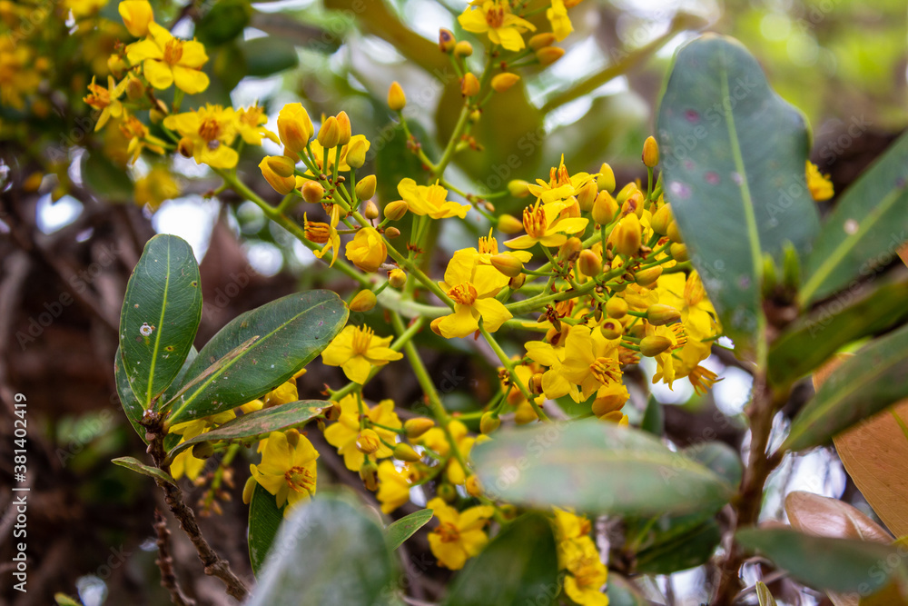 Flores amarelas de árvore do cerrado. Flores amarelas de árvore do cerrado.