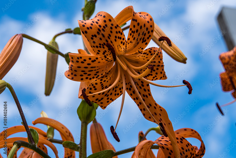 Fototapeta premium Tiger lily
