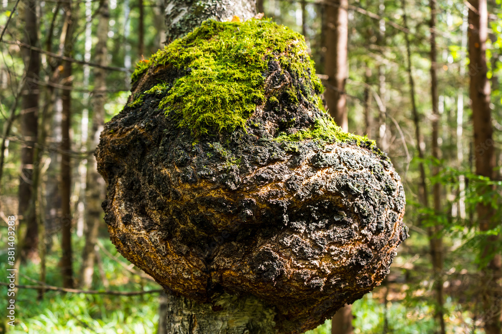An overgrowth on an old birch (burl) in a forest near Moscow, Russia An overgrowth on an old birch (burl) in a forest near Moscow, Russia