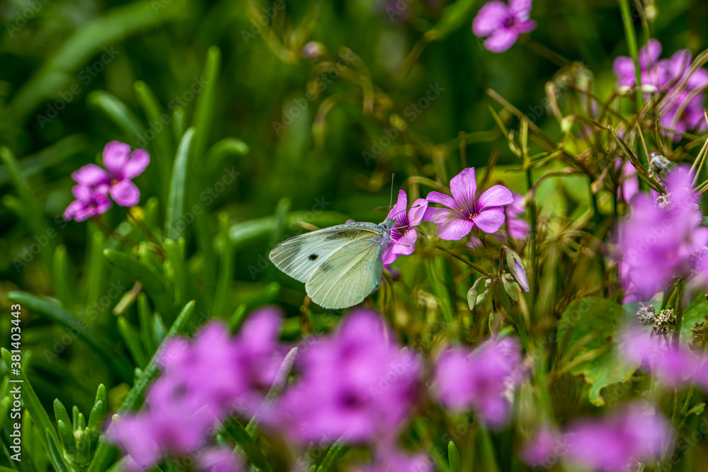 Naklejka premium White-flowered butterflies