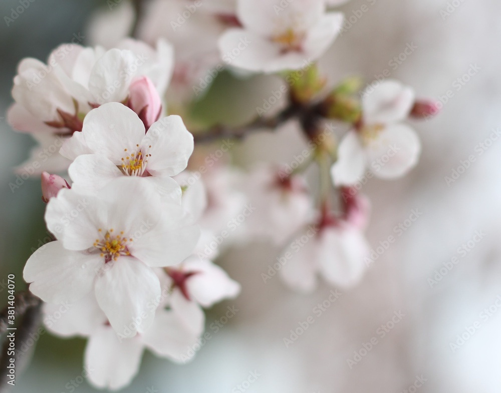 Beautiful cute white sakura (cherry blossom) with raindrops on the petals, wallpaper background
