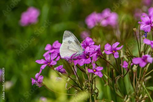 White-flowered butterflies © shige_u