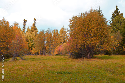 autumn in the forest