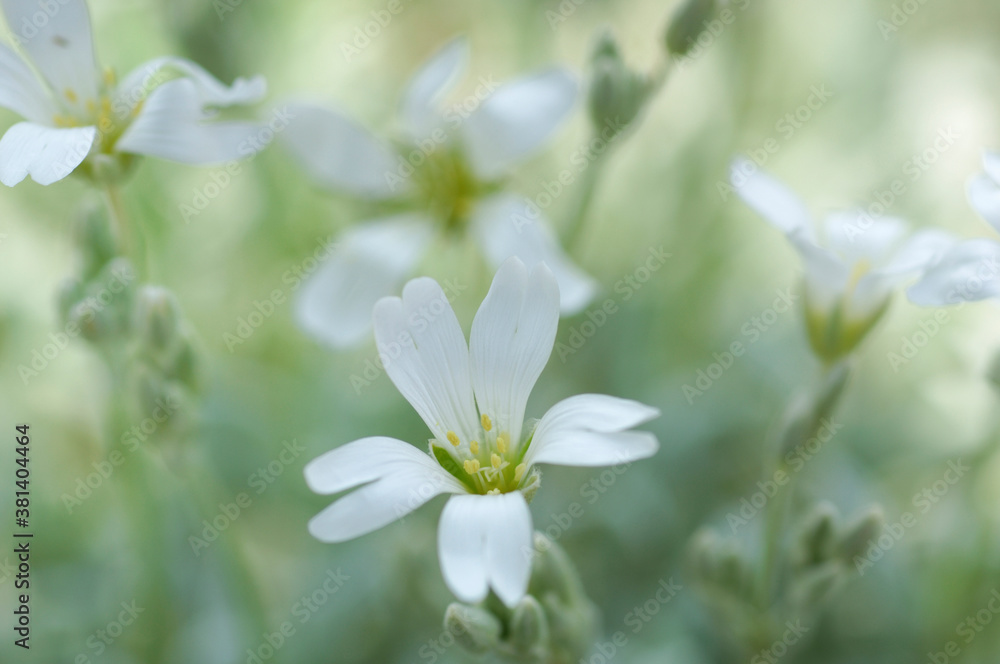 花 花