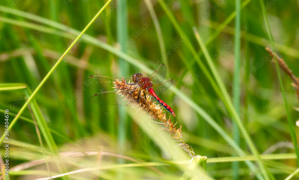 Adult Male Cherry-faced Meadowhawk (Sympetrum internum) Dragonfly Perched on Green Vegetation at a Marsh in Colorado Adult Male Cherry-faced Meadowhawk (Sympetrum internum) Dragonfly Perched on Green Vegetation at a Marsh in Colorado