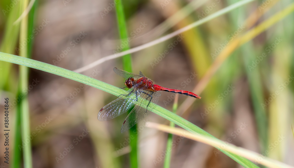 Adult Male Cherry-faced Meadowhawk (Sympetrum internum) Dragonfly Perched on Green Vegetation at a Marsh in Colorado Adult Male Cherry-faced Meadowhawk (Sympetrum internum) Dragonfly Perched on Green Vegetation at a Marsh in Colorado