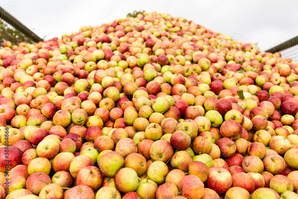 red cider apples harvested in autumn in pile in back of trailer red cider apples harvested in autumn in pile in back of trailer