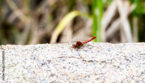 Cherry-faced Meadowhawk (Sympetrum internum) Dragonfly Perched on a Rock at a Marsh in Colorado