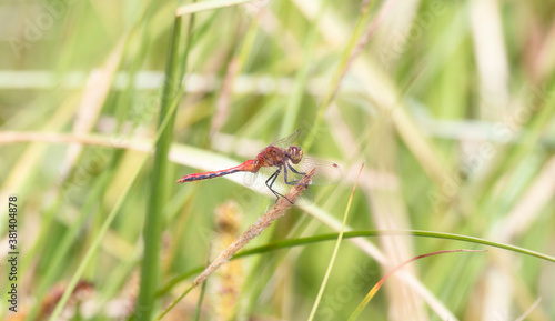 Adult Male Cherry-faced Meadowhawk (Sympetrum internum) Dragonfly Perched on Green Vegetation at a Marsh in Colorado © RachelKolokoffHopper