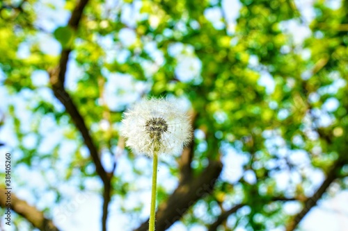 dandelion in the wind
