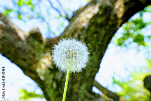 dandelion in the wind