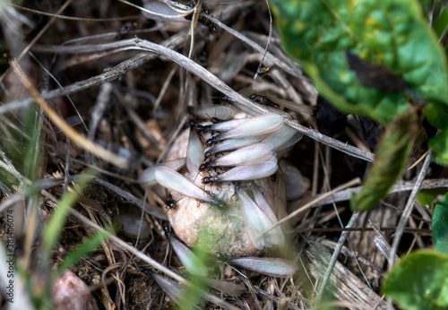 A Winged Termite Swarm (Reticulitermes species) Emerging From the Ground in Colorado photo