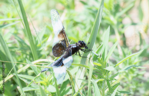 An Adult Male Widow Skimmer (Libellula luctuosa) Dragonfly Perched on Green Vegetation Eating a Damselfly in Colorado photo