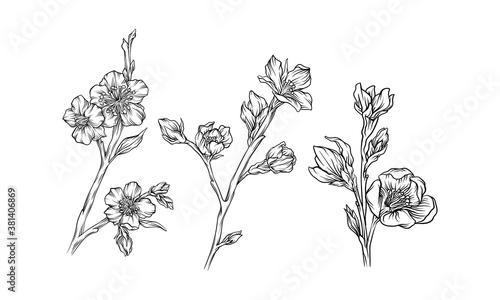 Hand Drawn Cherry Blossom Branches or Twigs Vector Set