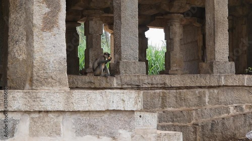 Langur monkeys among the ruins of the ancient city of Vijayanagar in Hampi, Karnataka. photo