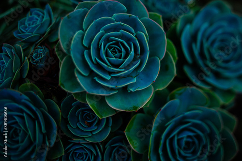 Green and blue succulents on black background. Desert plants. Geometrical plants. photo