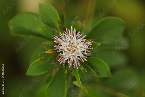 Atractylodes japonica, herbal medicine Okera blooming in early autumn