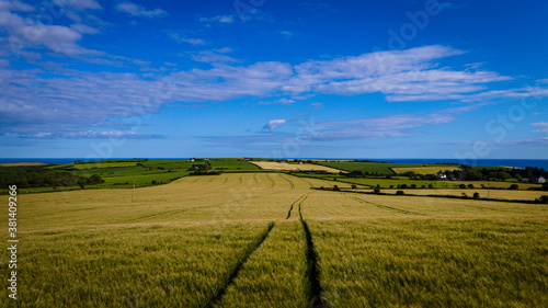 Wheat field