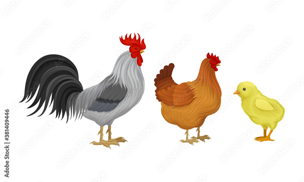 Fototapeta premium Feathered Cockerel and Hen with Chicken as Farm Bird Walking in Yard Vector Illustration Set