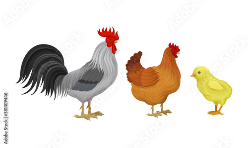 Feathered Cockerel and Hen with Chicken as Farm Bird Walking in Yard Vector Illustration Set