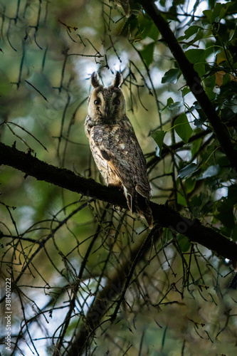 Long Eared Owl in a Tree