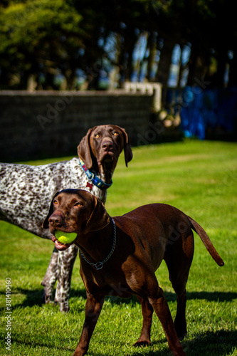 Big dogs playing with a ball
