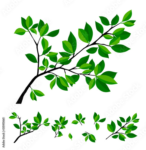 Summer tree branch with fresh green leaves. Vector illustration