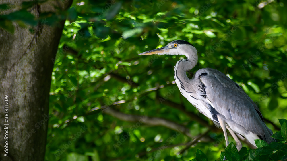 Grey heron (Ardea cinerea) sitting on tree branch Grey heron (Ardea cinerea) sitting on tree branch