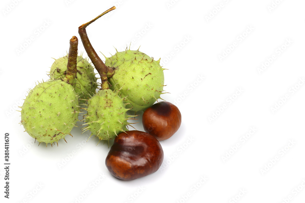 Horse-chestnuts Isolated on white background Horse-chestnuts Isolated on white background