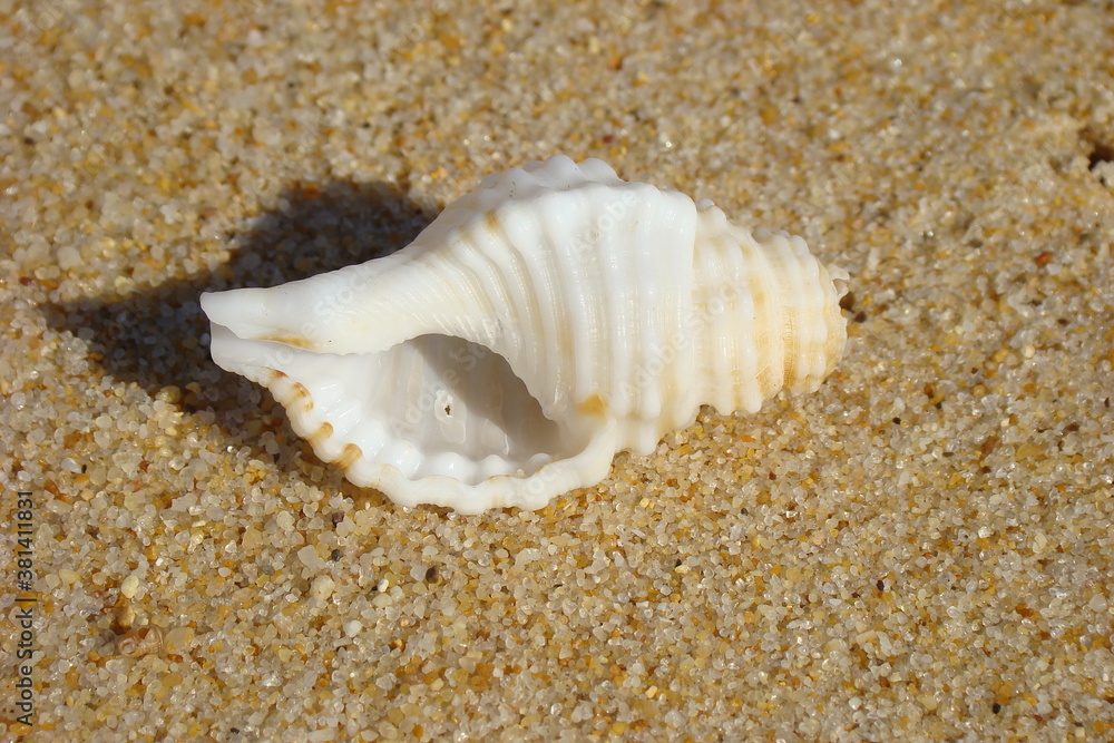Corrugated Triton Snail (Monoplex corrugatus) Corrugated Triton Snail (Monoplex corrugatus)