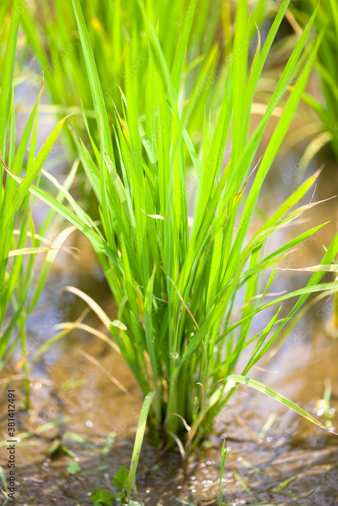 Obraz premium 稲