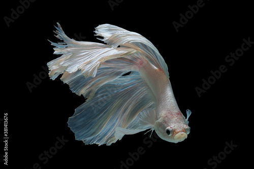 Thailand Fancy Betta fish pure white colour isolated on black background © Chatchawal