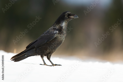 Common raven, corvus corax, standing on snow in wintertime nature. Black feathered animal watching on white field. Dark bird from low angle side view.