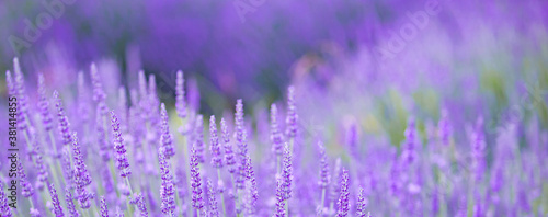 Panorama sunset over a lavender field.