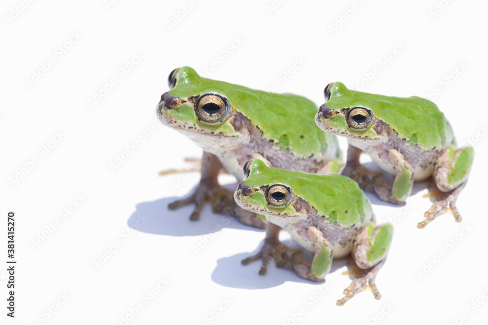 カエル カエル