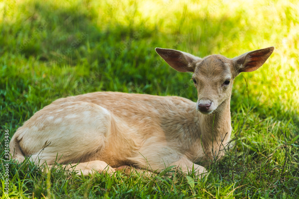 Young deer lying on the grass in shade. Young deer lying on the grass in shade.