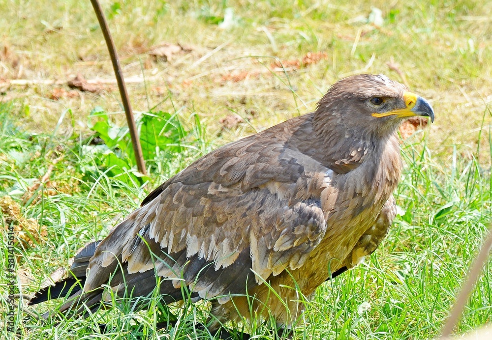 Obraz premium orzeł