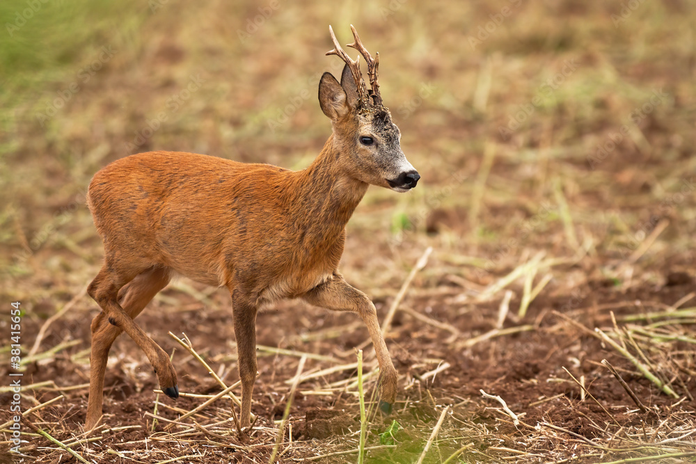 Roe deer, capreolus capreolus, buck walking on stubble in summertime nature. Wild antlered animal marching on field. Brown mammal moving in summer wilderness. Roe deer, capreolus capreolus, buck walking on stubble in summertime nature. Wild antlered animal marching on field. Brown mammal moving in summer wilderness.