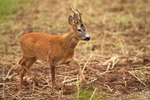 Roe deer, capreolus capreolus, buck walking on stubble in summertime nature. Wild antlered animal marching on field. Brown mammal moving in summer wilderness.