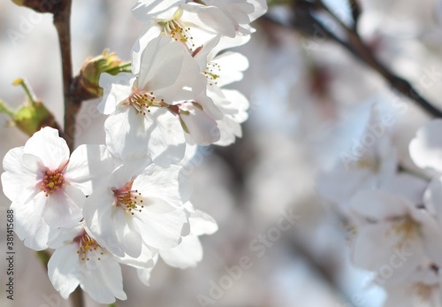 Beautiful and cute white sakura (cherry blossom) wallpaper background photo