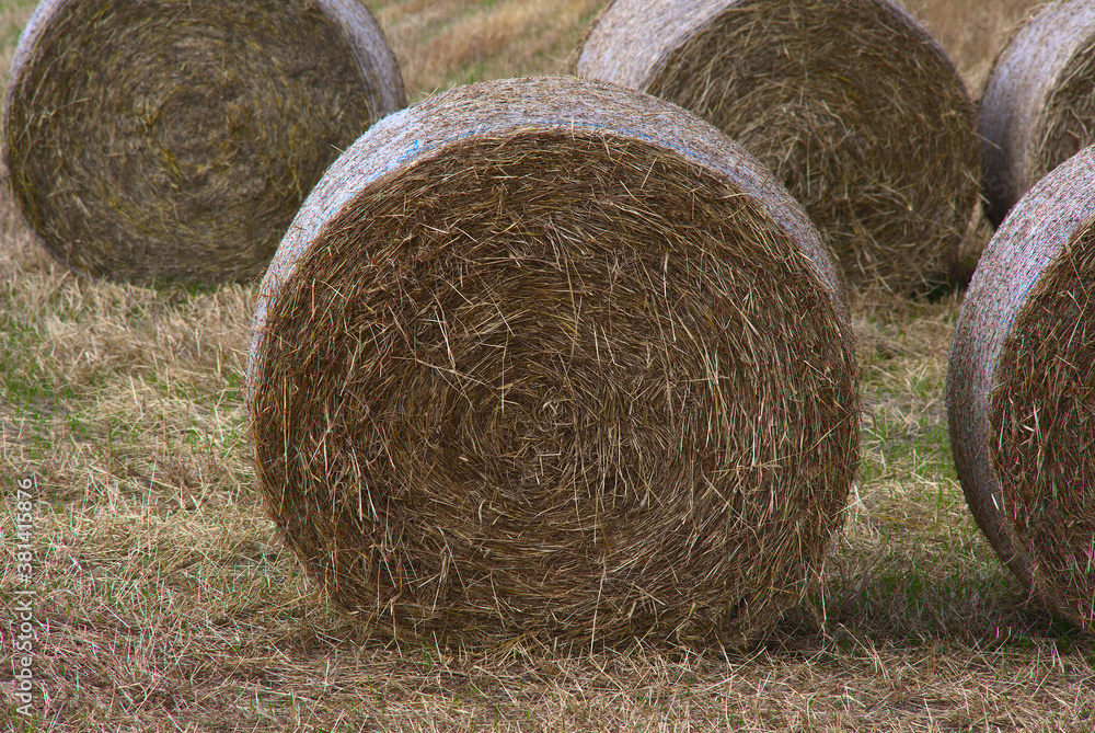 hay bales in country field landscape agriculture straw hay bales in country field landscape agriculture straw