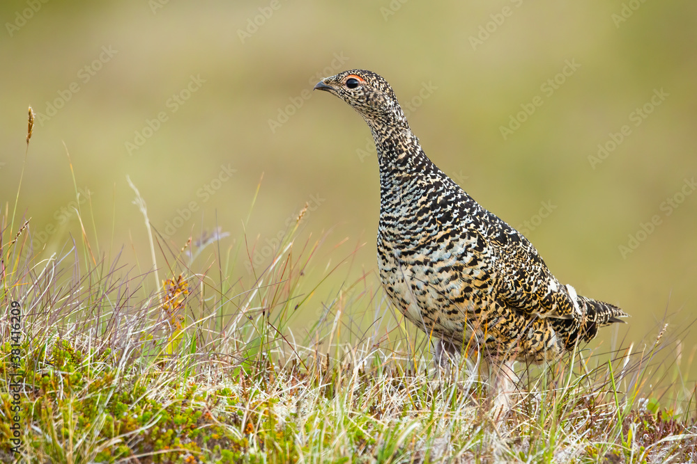 Rock ptarmigan, lagopus muta, standing on meadow in summer Iceland. Wild spotted female bird observing on field on Hrisey island. Polar feathered animal looking on grassland. Rock ptarmigan, lagopus muta, standing on meadow in summer Iceland. Wild spotted female bird observing on field on Hrisey island. Polar feathered animal looking on grassland.