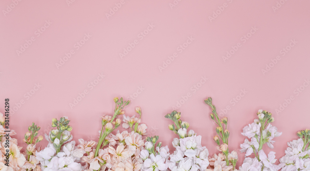 beautiful white and pink flowers on the pink background with copy space beautiful white and pink flowers on the pink background with copy space