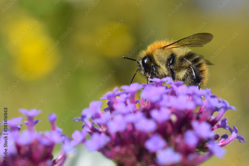 Close up of Bee collecting nectar on flower Close up of Bee collecting nectar on flower