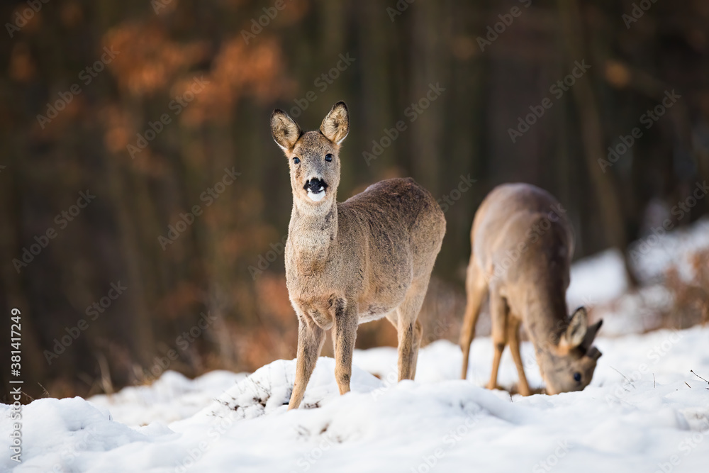 Two roe deer, capreolus capreolus, feeding on meadow in wintertime nature. Wild little mammals siblings on white field. Wild animals standing on snowy glade.