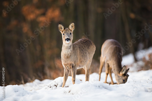 Obraz na płótnie Two roe deer, capreolus capreolus, feeding on meadow in wintertime nature. Wild little mammals siblings on white field. Wild animals standing on snowy glade. w salonie