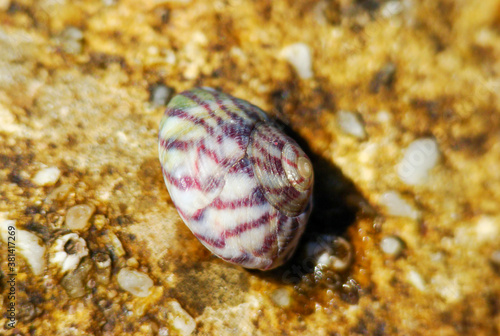 Flat Top Shell (Gibbula umbilicalis)