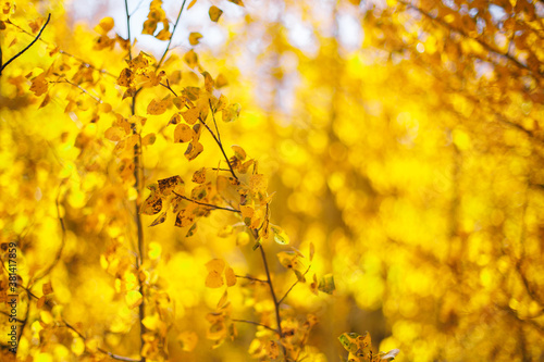 Golden leaves against the blue sky. Autumn background. Fall season. © Diana