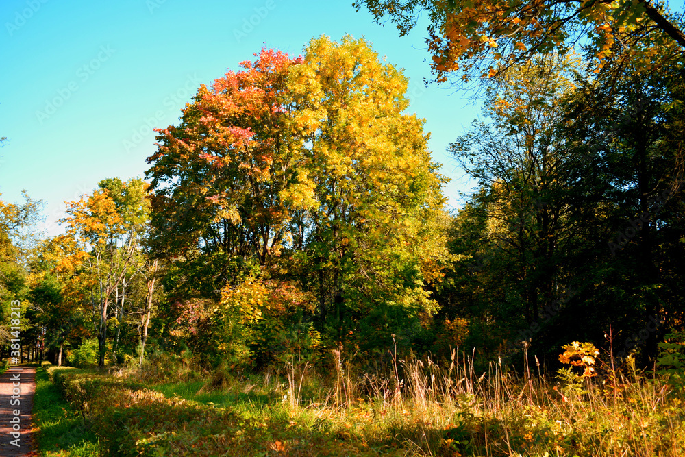 autumn in the park autumn in the park