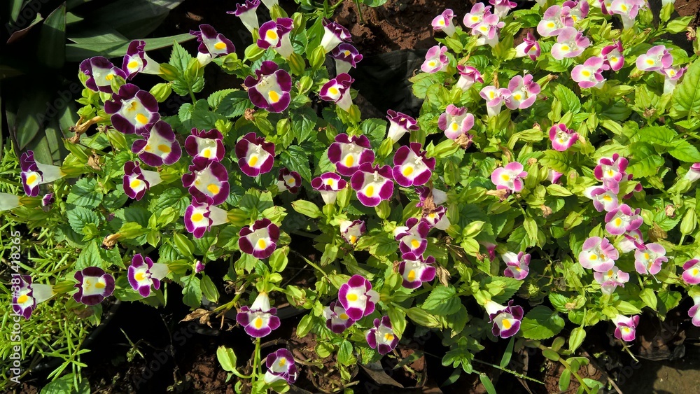 Torenia fournieri also called as wishbone flower or bluewings flower